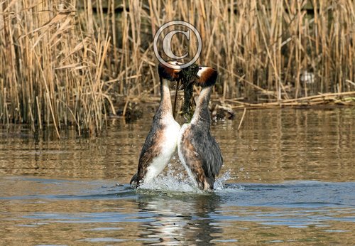   Great Crested Grebs Weed Dance  DM1716